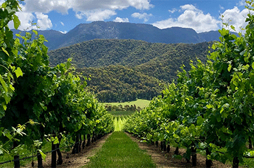 Michelini Wines Vineyard